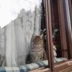 Szent Mihály-hegy Zebegény - Egyéb