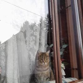 Szent Mihály-hegy, Zebegény - Egyéb