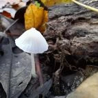 Szent Mihály-hegy Zebegény - Egyéb