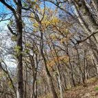 Szent Mihály-hegy Zebegény - Egyéb