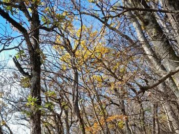 Szent Mihály-hegy Zebegény