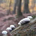 Szent Mihály-hegy Zebegény - Egyéb