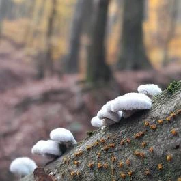 Szent Mihály-hegy, Zebegény - Egyéb