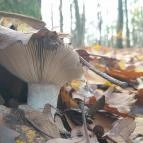 Szent Mihály-hegy Zebegény - Egyéb