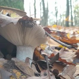 Szent Mihály-hegy, Zebegény - Egyéb