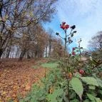 Szent Mihály-hegy Zebegény - Egyéb