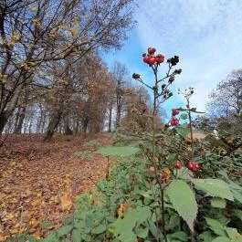 Szent Mihály-hegy, Zebegény - Egyéb