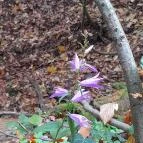 Szent Mihály-hegy Zebegény - Egyéb