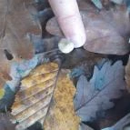 Szent Mihály-hegy Zebegény - Egyéb