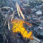 Szent Mihály-hegy Zebegény - Egyéb