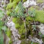 Szent Mihály-hegy Zebegény - Egyéb