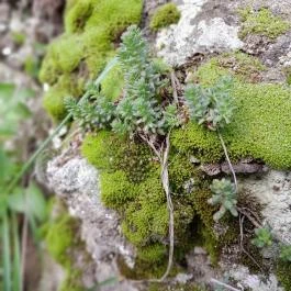 Szent Mihály-hegy, Zebegény - Egyéb