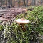 Szent Mihály-hegy Zebegény - Egyéb