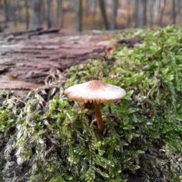 Szent Mihály-hegy, Zebegény - Egyéb