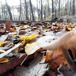 Szent Mihály-hegy, Zebegény - Egyéb