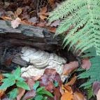 Szent Mihály-hegy Zebegény - Egyéb