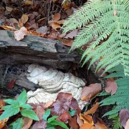 Szent Mihály-hegy, Zebegény - Egyéb