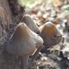 Szent Mihály-hegy Zebegény - Egyéb