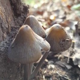 Szent Mihály-hegy, Zebegény - Egyéb