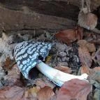 Szent Mihály-hegy Zebegény - Egyéb