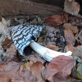 Szent Mihály-hegy, Zebegény - Egyéb