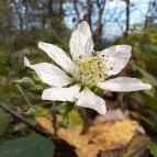 Szent Mihály-hegy Zebegény - Egyéb