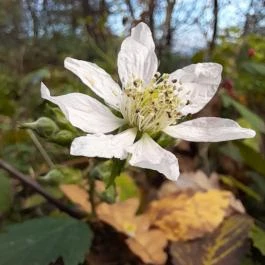 Szent Mihály-hegy, Zebegény - Egyéb