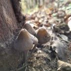 Szent Mihály-hegy Zebegény - Egyéb