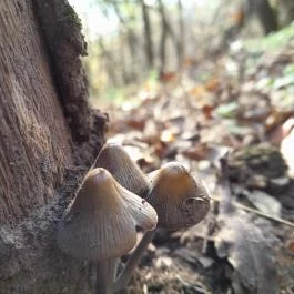 Szent Mihály-hegy, Zebegény - Egyéb