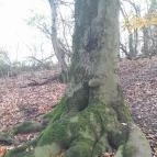 Szent Mihály-hegy Zebegény - Egyéb