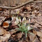 Szopláki-ördöglyuk Pilisszentkereszt - Egyéb