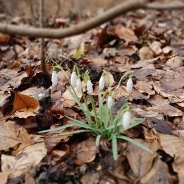 Szopláki-ördöglyuk, Pilisszentkereszt - Egyéb