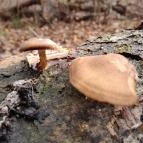 Szopláki-ördöglyuk Pilisszentkereszt - Egyéb