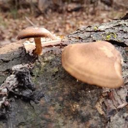 Szopláki-ördöglyuk, Pilisszentkereszt - Egyéb