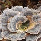 Szopláki-ördöglyuk Pilisszentkereszt - Egyéb