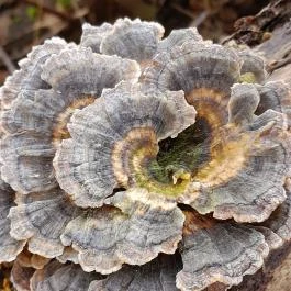 Szopláki-ördöglyuk, Pilisszentkereszt - Egyéb