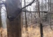 Szopláki-ördöglyuk Pilisszentkereszt