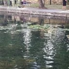 Tapolcai vízimalom Tapolca - Egyéb