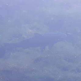 Tapolcai vízimalom , Tapolca - Egyéb