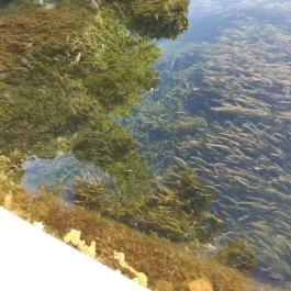 Tapolcai vízimalom , Tapolca - Egyéb