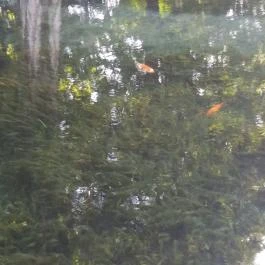 Tapolcai vízimalom , Tapolca - Egyéb