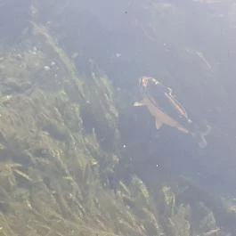 Tapolcai vízimalom , Tapolca - Egyéb