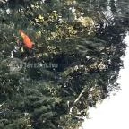 Tapolcai vízimalom Tapolca - Egyéb