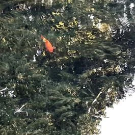 Tapolcai vízimalom , Tapolca - Egyéb