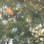 Tapolcai vízimalom Tapolca - Egyéb