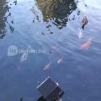 Tapolcai vízimalom Tapolca - Egyéb