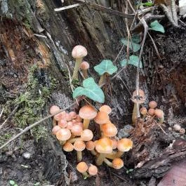 Taródi Vár, Sopron - Egyéb