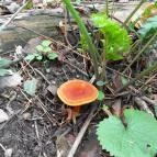 Taródi Vár Sopron - Egyéb