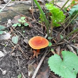 Taródi Vár, Sopron - Egyéb