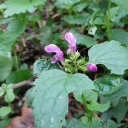 Taródi Vár, Sopron - Egyéb